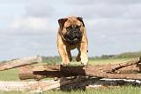 BULLMASTIFF 141